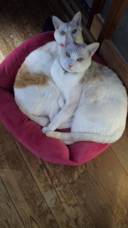 �ʂ������񂲁`