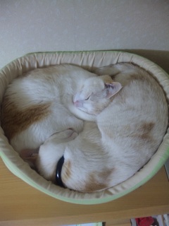 �񎟔��y����