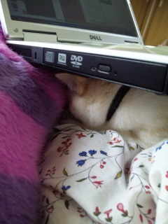 �ǂ����Ă����Ȃ����I