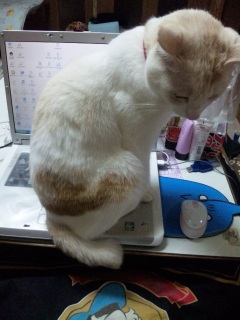 �s���|�C���g�Łc