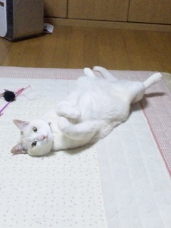 �w�C�J�����I