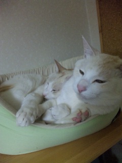 �������c