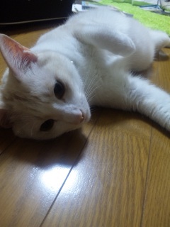 �A���Ă��Ă܂�