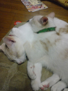 ���������Ȃ�