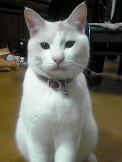 �����������肳��