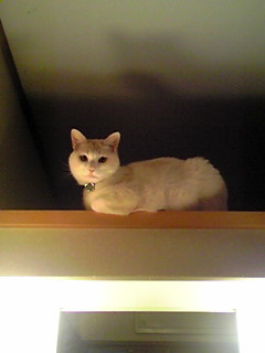 �ꂵ�イ�Ȃ��߂����