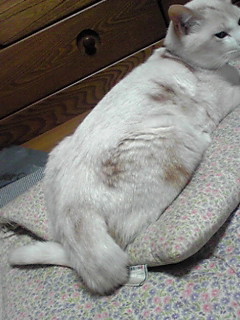 �C�ɂ��Ȃ�