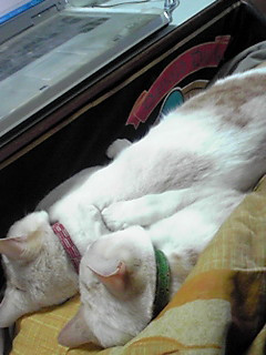 �E����̋t�P