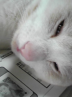 �����Ƃ�c