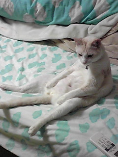 �������킦�Ă��犮��