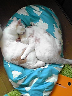 ���ꂵ���{���c