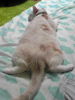 �J�����[�I�I