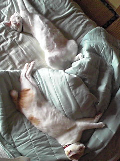 �Q����ł���