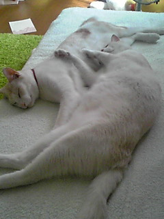 �ڂ��o�߂���c