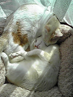 ���ӂłق�����