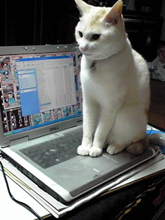 �l�͒m���Ă�