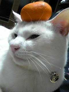 �������߂ł�