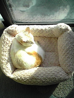 ����Ă����