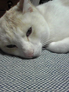 ���C������