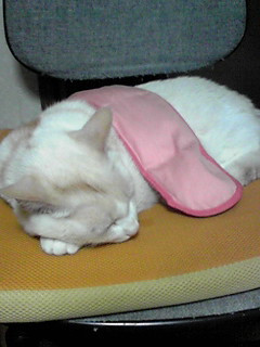 �M�C�ށ`�񁪁���