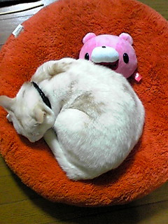 ���Ԃ���