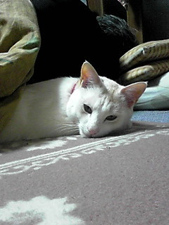 ���̔w�����킹