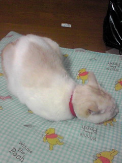 ���Ă���