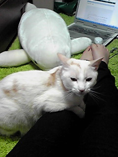 �\���ČN�Ɣ��C���J