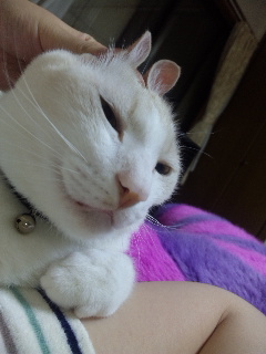 �V��̃E�T�M