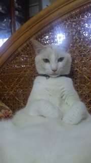 ���̐���